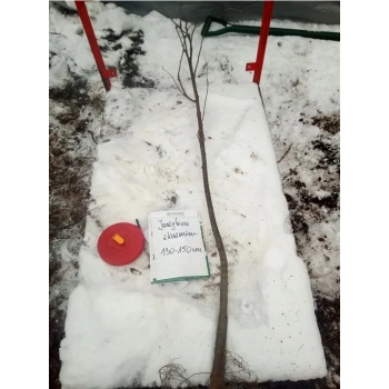 JARZĘBINA jadalna czerwona - sadzonki 30 / 50 cm